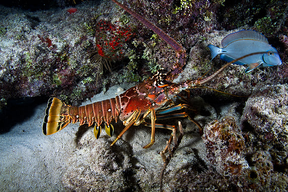 Spiny Lobster