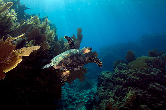 Turtle