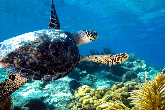 Turtle