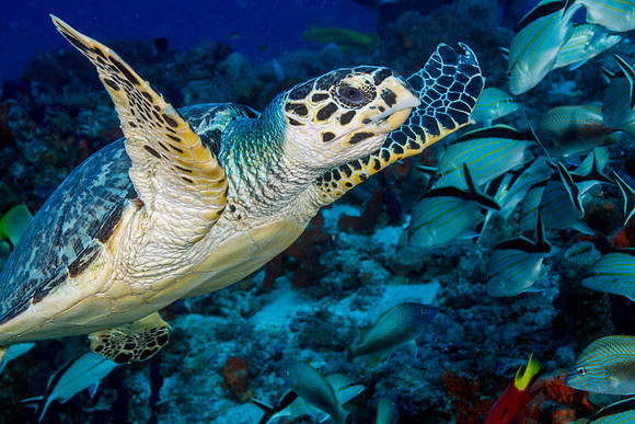 Hawksbill Turtle