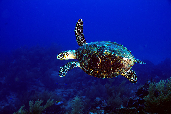 Hawksbill Turtle