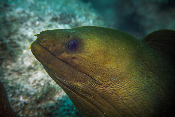 Green Moray
