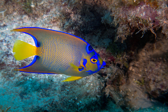 Juvenile Queen Angelfish