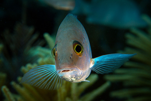 Snapper