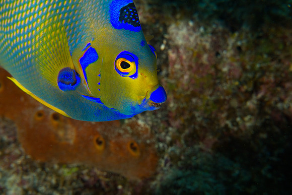 Queen Angelfish