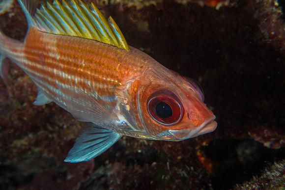 Squirrelfish