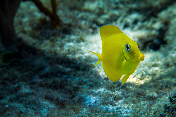 Blue Tang Juvenile