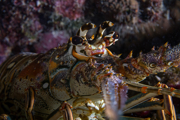Spiny Lobster
