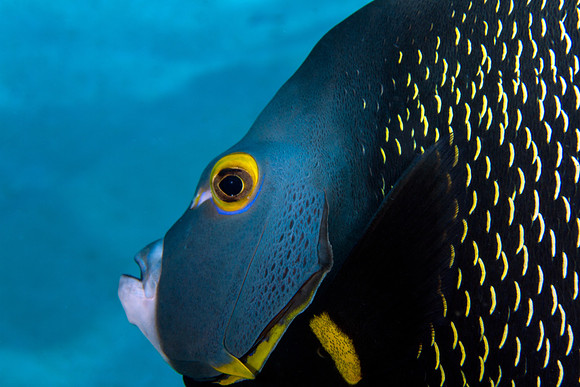 French Angelfish