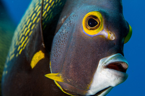 French Angelfish Up Close and Personal