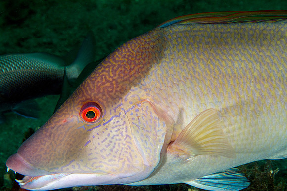 Hogfish