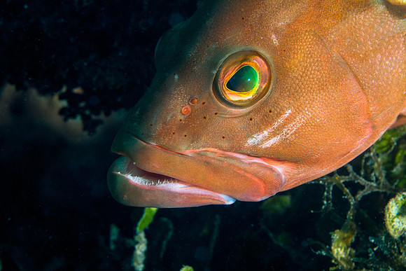 Red Grouper