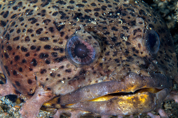 Leopard Toadfish