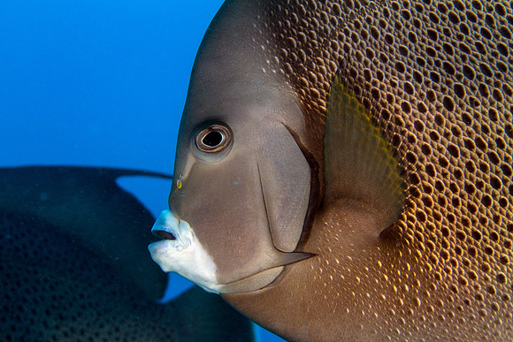 Gray Angelfish