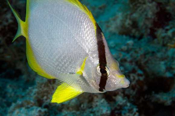 Spotfin Butterflyfish