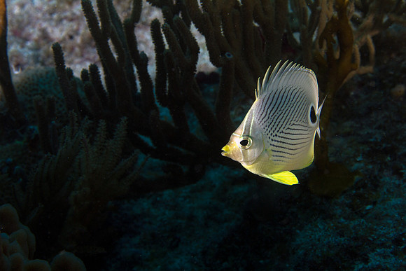Foureye Butterflyfish