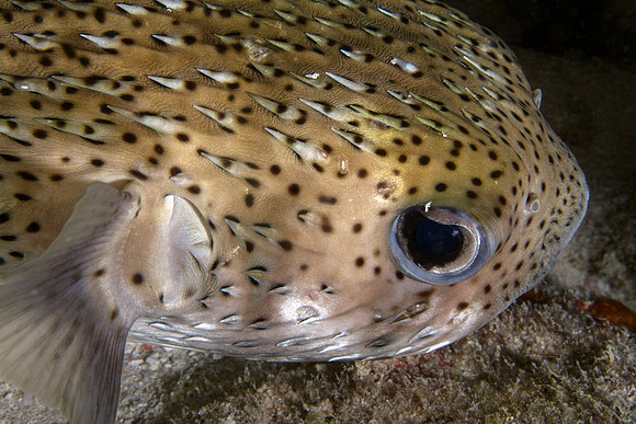 Pufferfish