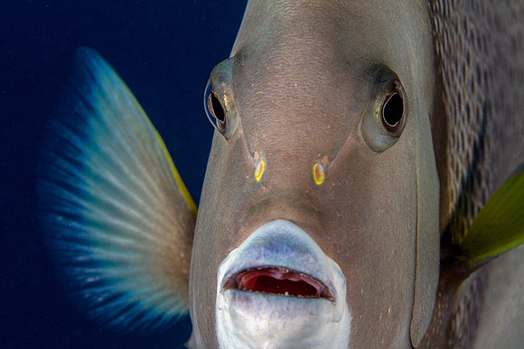 Gray Angelfish
