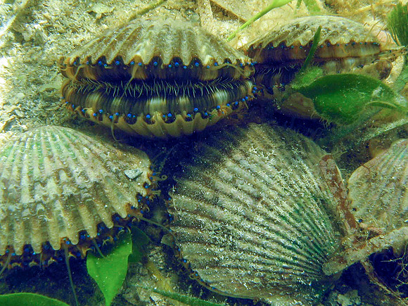 IMG_9143cropal