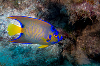 Juvenile Queen Angelfish