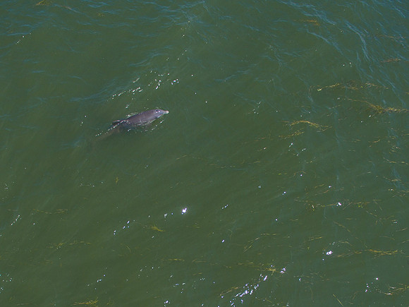 DJI_0354