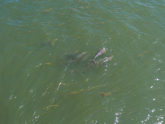 DJI_0356