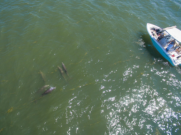 DJI_0362
