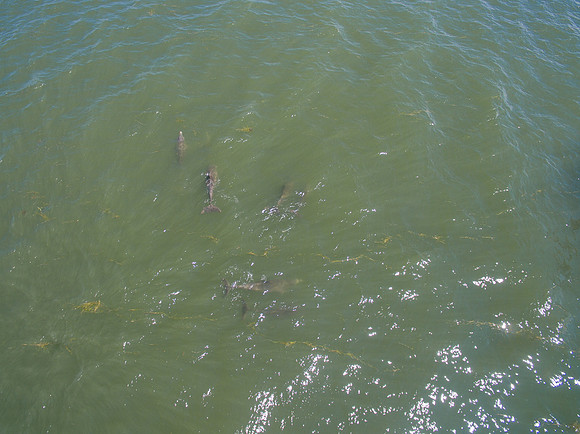 DJI_0365