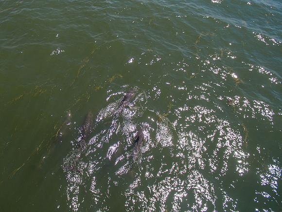 DJI_0450