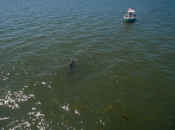 DJI_0454