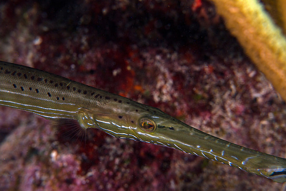 Trumpetfish