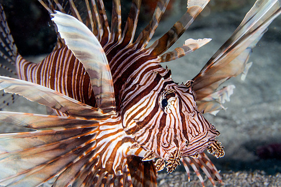 Lionfish in the Florida Keys
