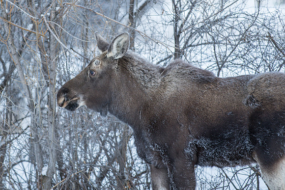 IMG_2538
