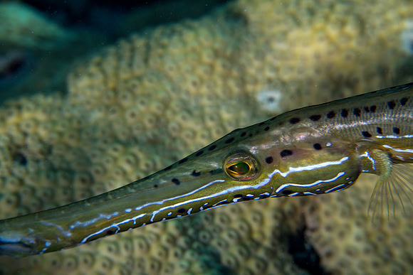 Trumpetfish
