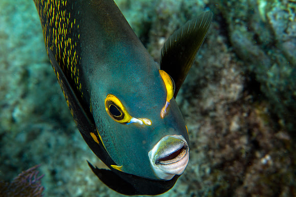 French Angelfish