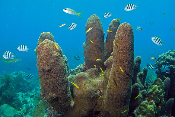 IMG_1522cropalhibig