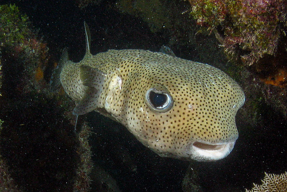 IMG_3087cropal