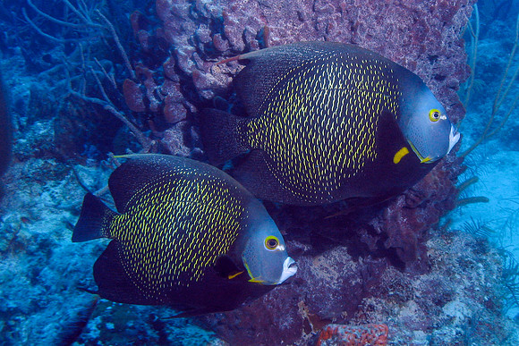 IMG_4171cropalbig