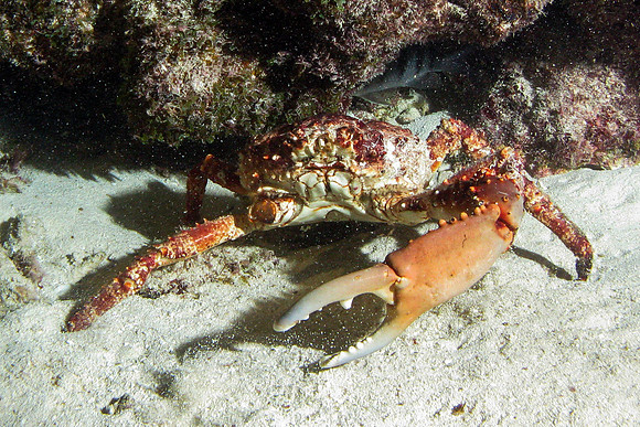 IMG_4920cropaldark