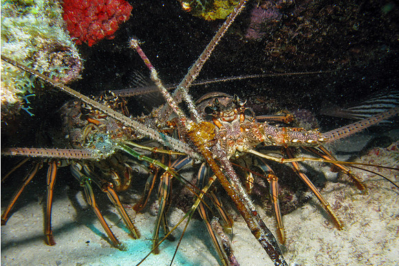 IMG_5986cropal