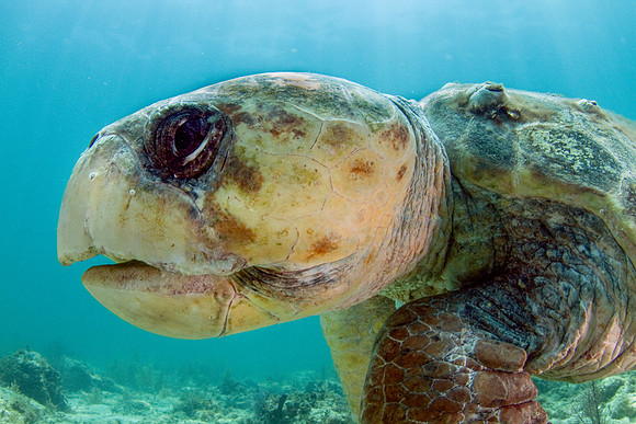 Loggerhead Profile