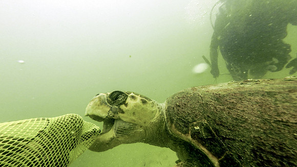 Turtle3-Edit