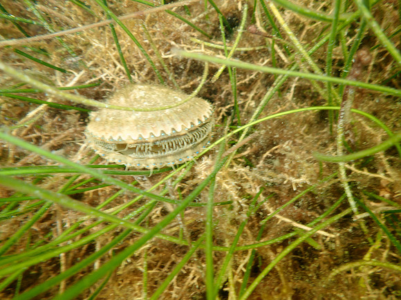 P7130647