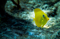Blue Tang Juvenile