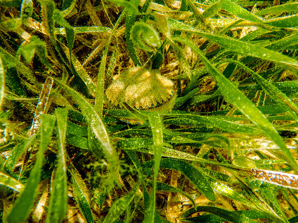 P7022331-Edit
