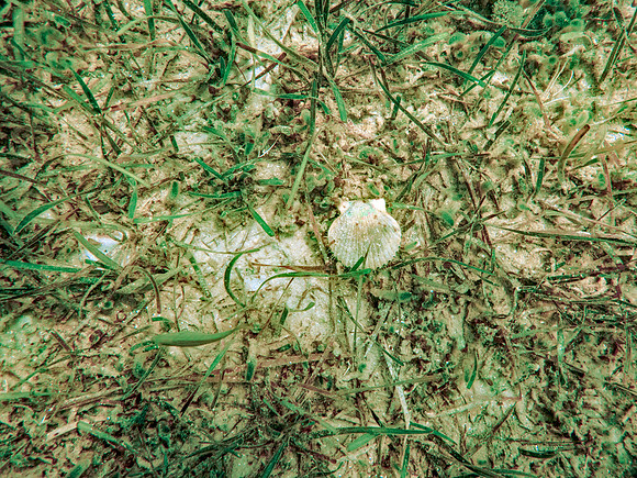 P8082732-Edit