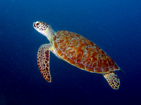 IMG_2551atbiggerhealatsel