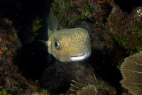 IMG_3083cropal