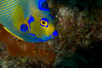 Queen Angelfish