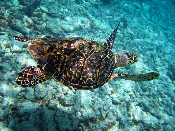 Turtle